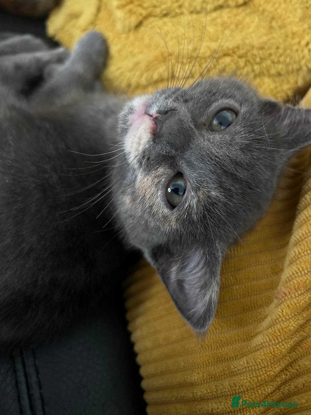 Domestic Shorthair cats for sale: 4 beautiful domestic shorthair kittens  - Image 18