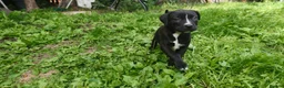Staffordshire Bull Terrier dogs for sale:  original Staffordshire puppies ready to go in Blackburn - Advert 4