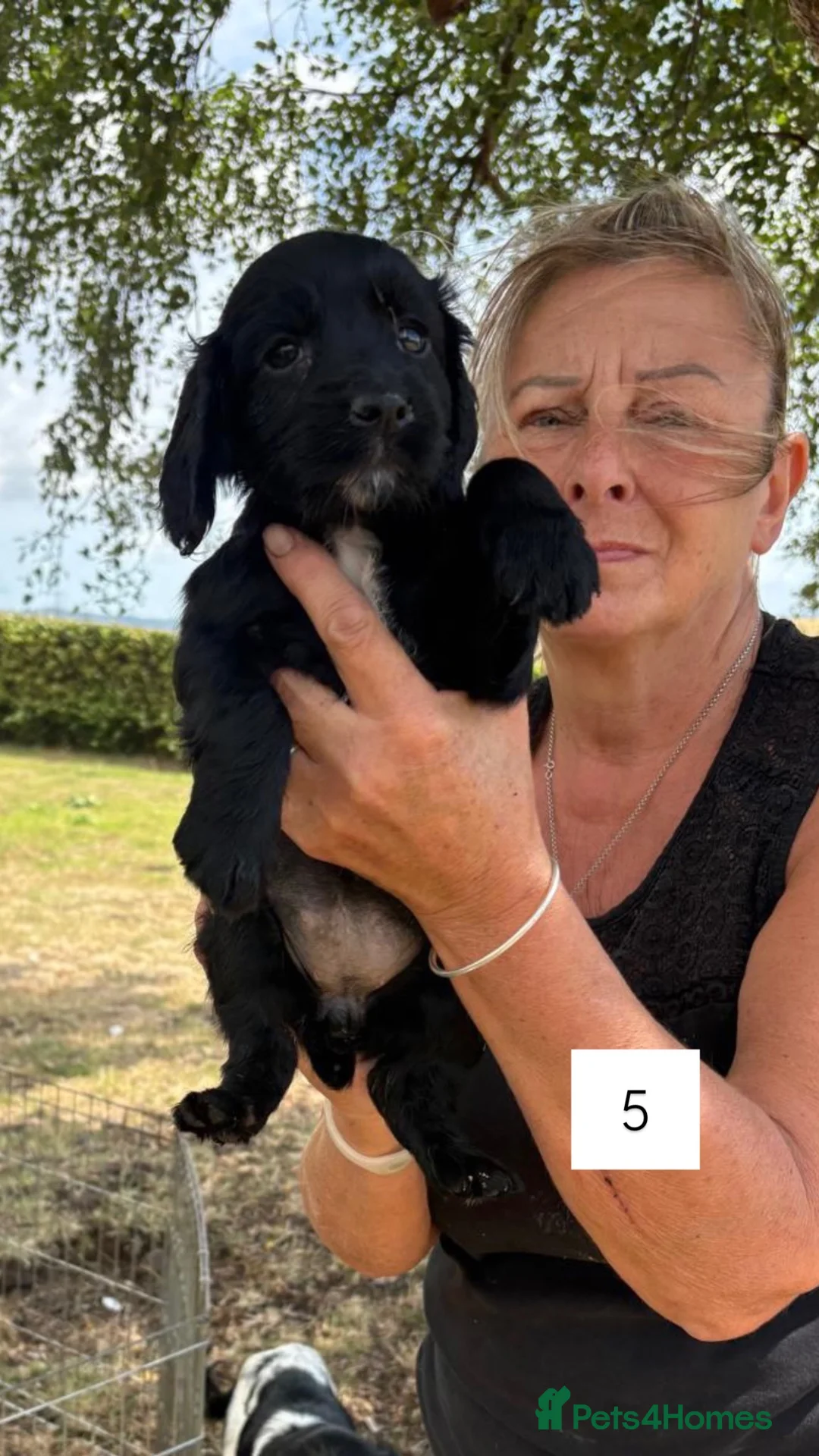 Sprocker dogs for sale: F1 Sprocker Bitch puppies  - Advert 11