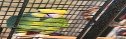 Parrots birds for sale: Beautiful Male Double Yellow-Headed Amazon  - Advert 5
