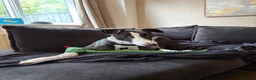 Greyhound dogs for sale: Ex racing greyhound  - Advert 3