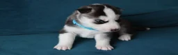 Siberian Husky dogs for sale: 7 Siberian Husky puppies - Advert 11