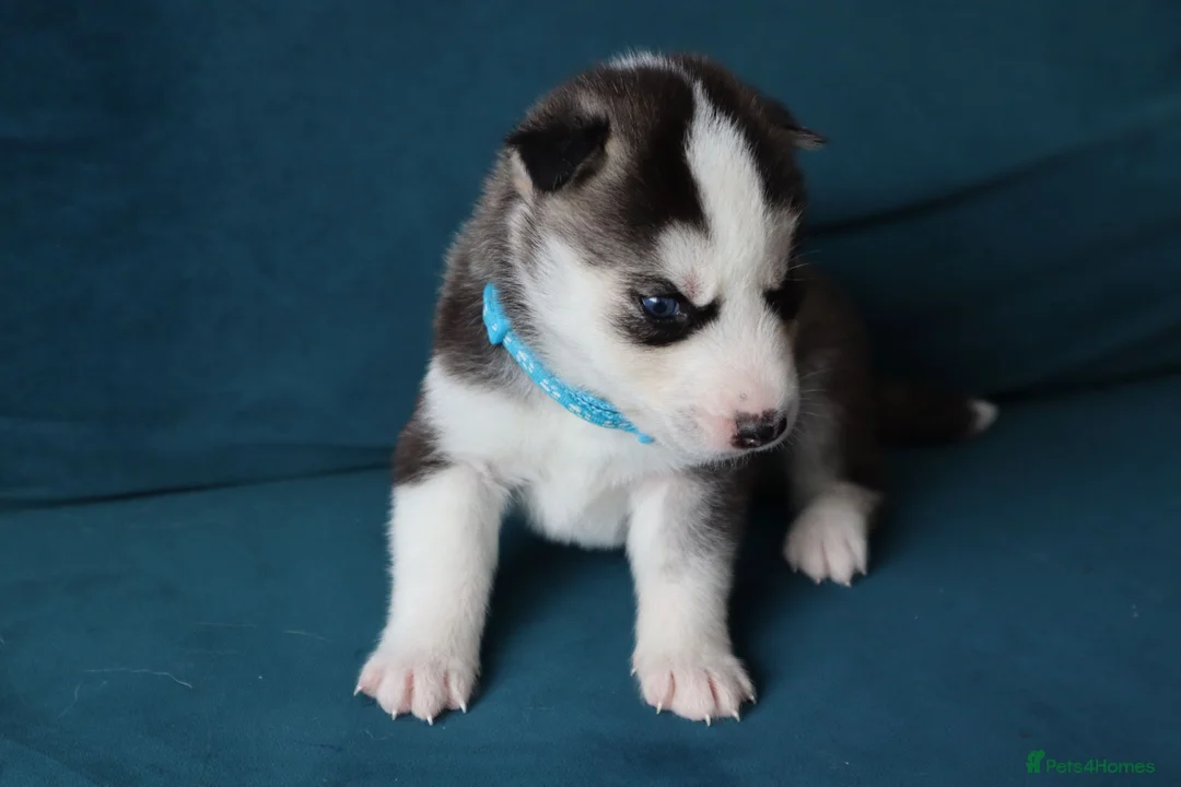 Siberian Husky dogs for sale: 7 Siberian Husky puppies - Advert 11
