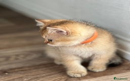 British Shorthair cats for sale: READY NOW BEAUTIFUL TICA BRITISH BSH/BLH KITTENS - Image 8