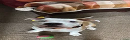 Alapaha Blue Blood Bulldog dogs for sale: Odie 6 month old pup - Advert 3
