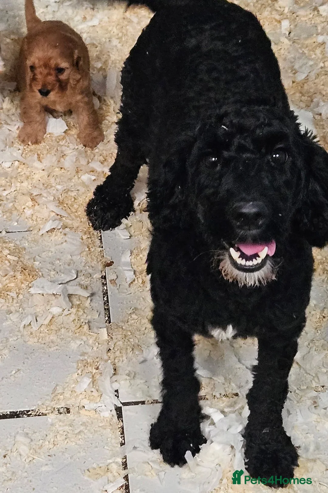 Mixed Breed dogs for sale: Beautiful cockapoo x cavalier puppies for sale  - Advert 6