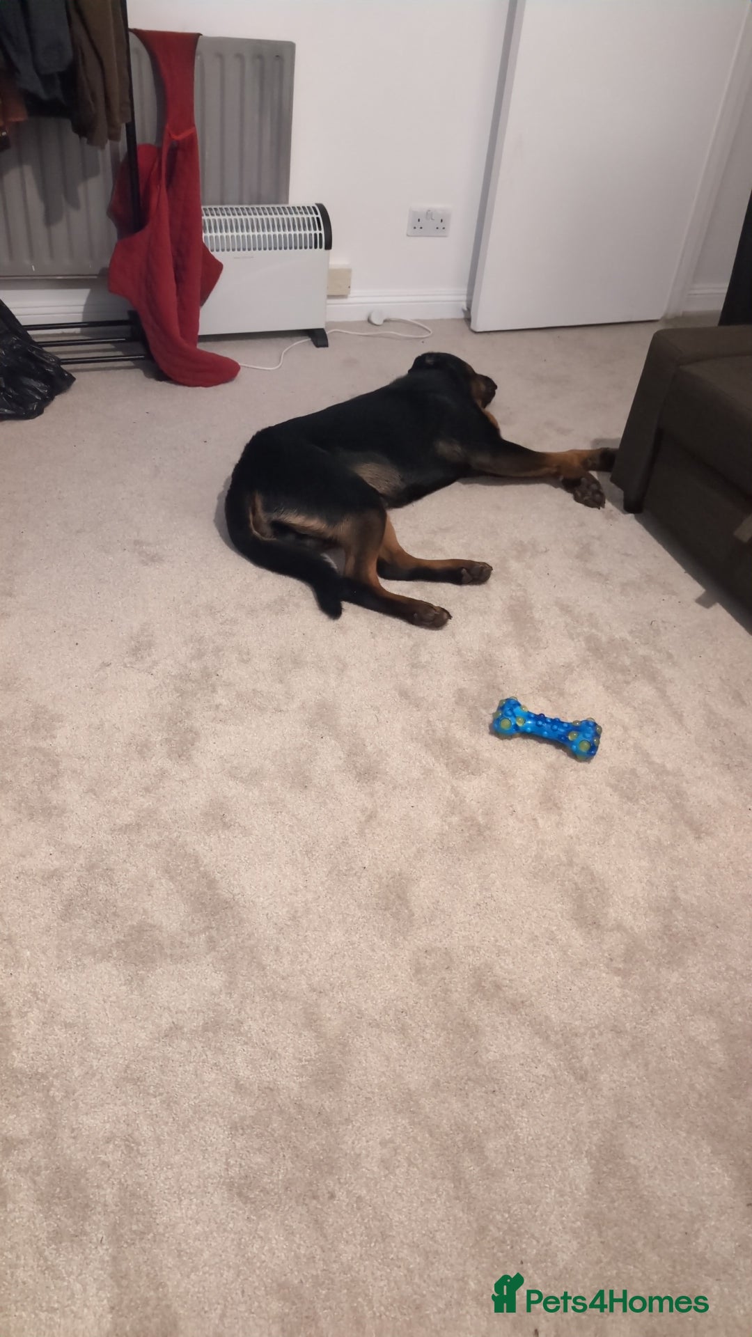 Rottweiler dogs for sale: Max 10 month old Rottweiler boy  - Advert 4