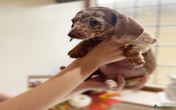 Miniature Dachshund dogs for sale: Health tested Mini dachshund puppies  - Image 7