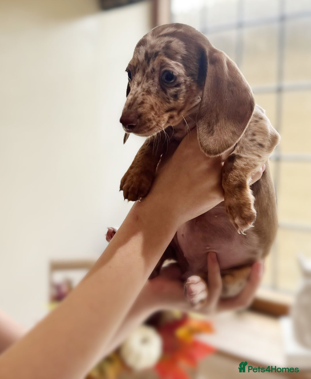 Miniature Dachshund dogs for sale: Health tested Mini dachshund puppies  - Image 7