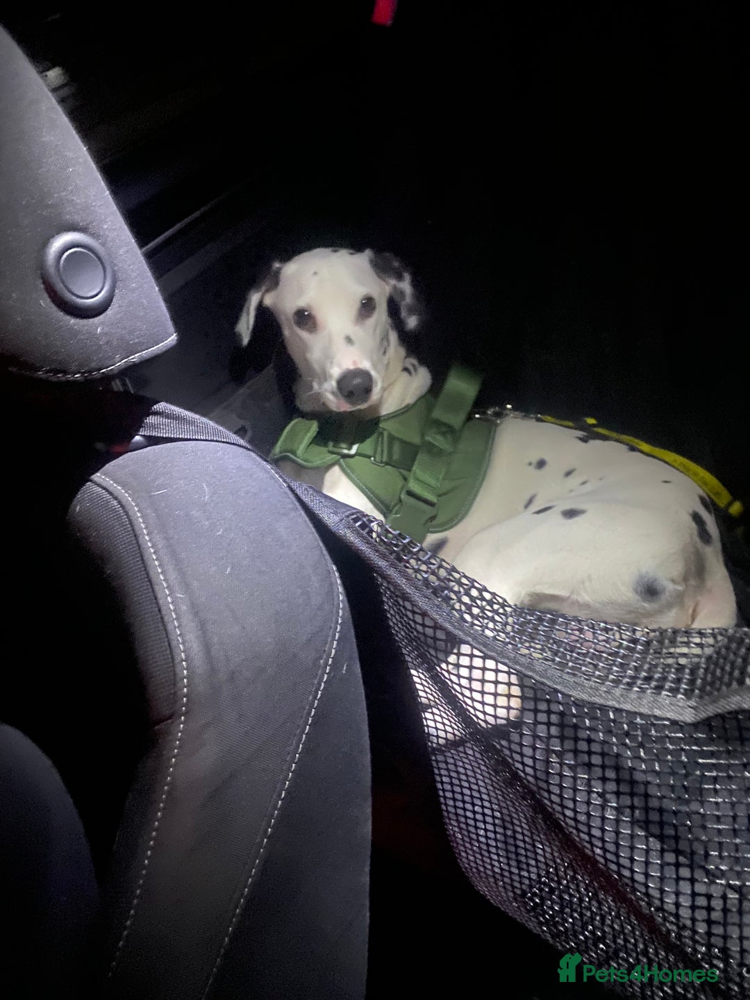 Dalmatian dogs for sale: 1 year old Dalmatian  - Advert 4