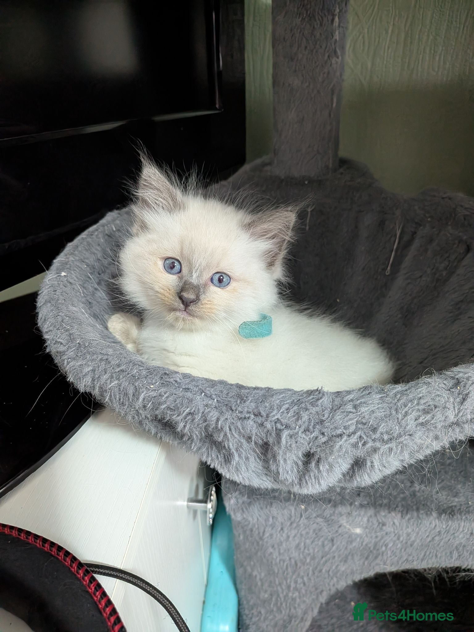 Ragdoll cats for sale: Beautiful ragdoll kittens 1 boy left - Advert 4