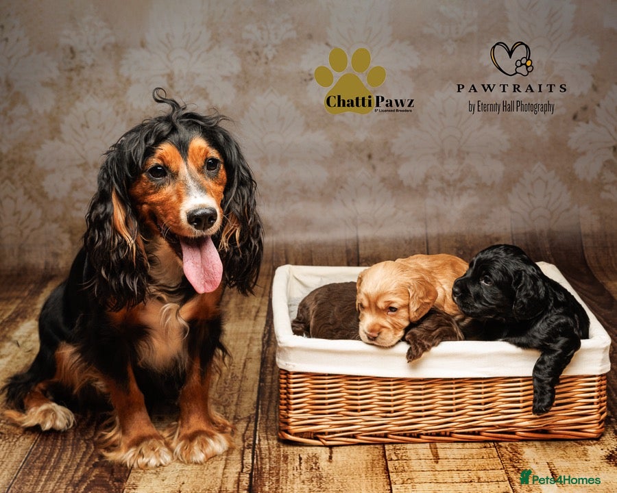 Cocker Spaniel dogs Amazing cocker spaniels  - Advert 1