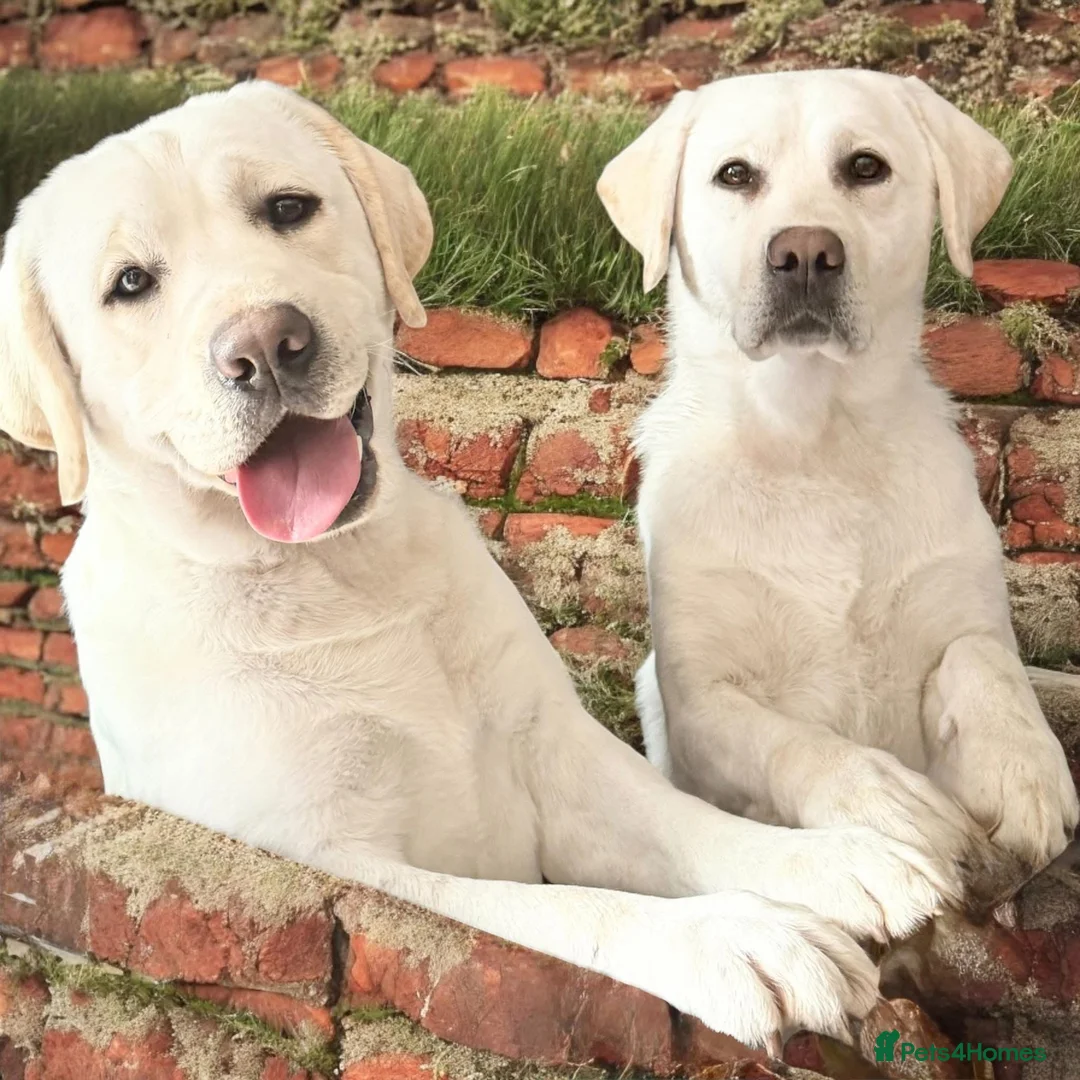 Labrador Retriever dogs for sale: Yellow/white labs due 280 plus clear DNA - Advert 3