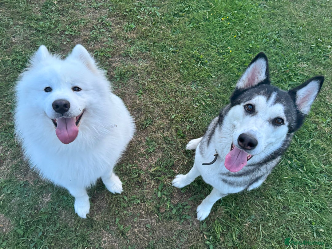 Mixed Breed dogs for sale: Siberian Husky cross Samoyed / Samusky - Image 12