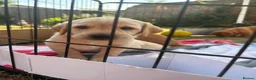Labrador Retriever dogs for sale: Yellow KC, health tested Labradors  - Advert 10