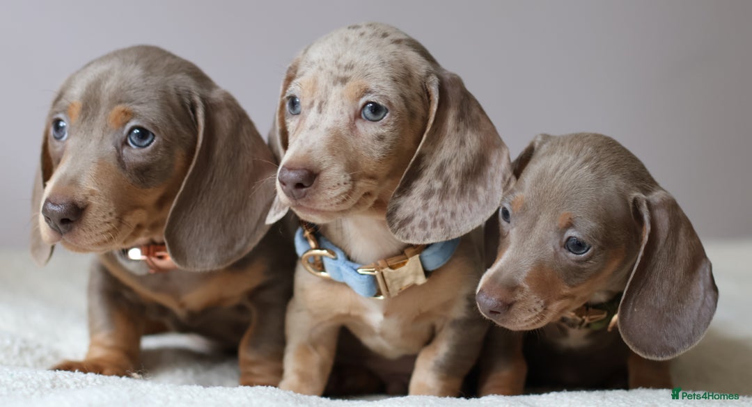Great Dane And Mini Dachshund Dalmatian X Great Dane Great Dane