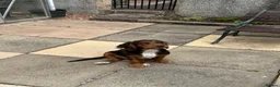 Mixed Breed dogs for sale: Absolutely Gorgeous “Clocker” Girl - Advert 9