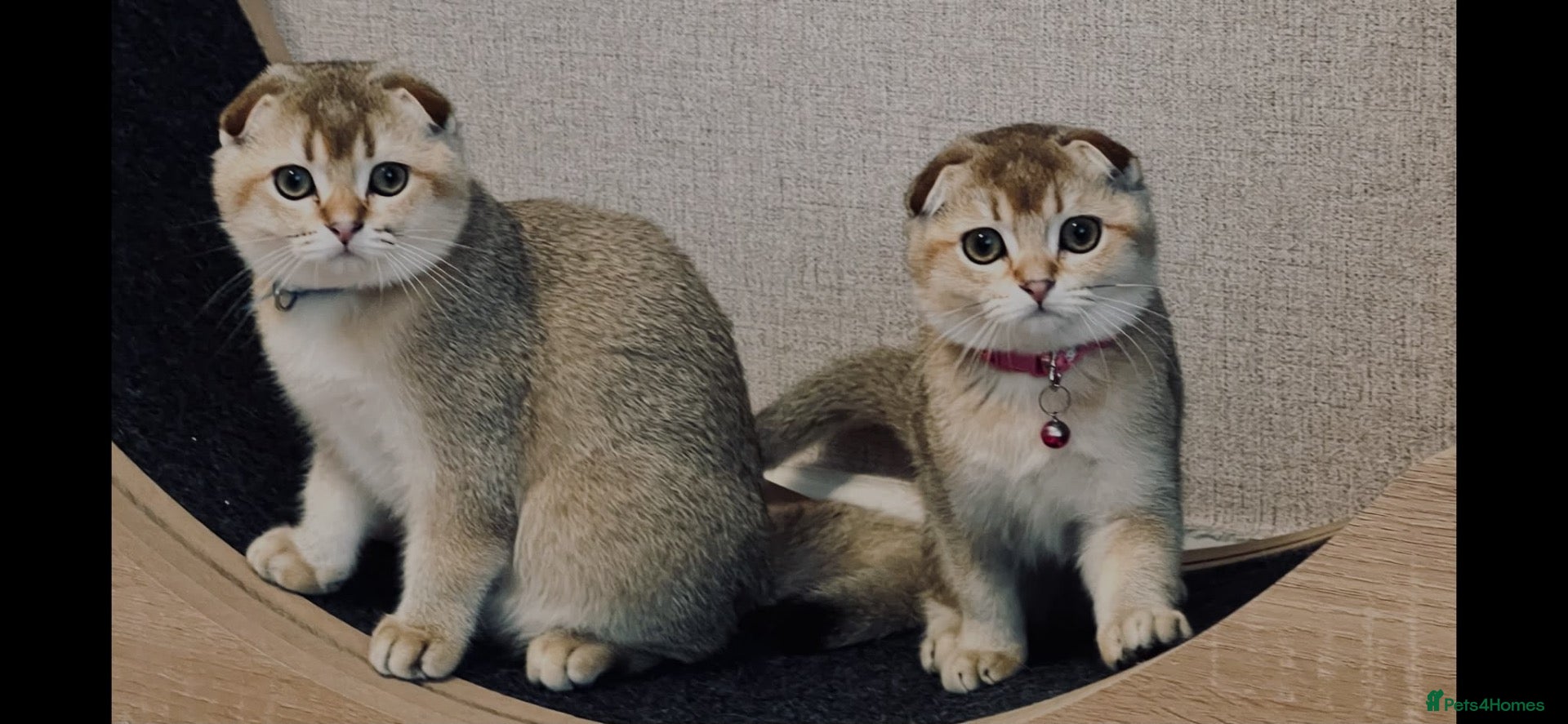 Scottish Fold cats Fully-Vaccinated Scottish Fold Kittens  - Advert 5