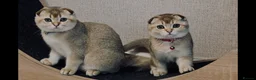 Scottish Fold cats for sale: Fully-Vaccinated Scottish Fold Kittens  - Advert 1