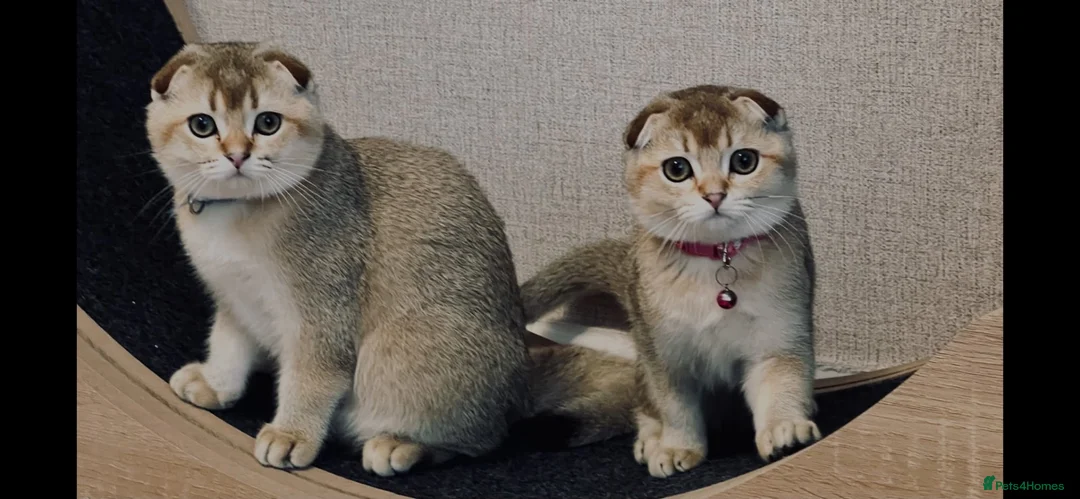 Scottish Fold cats for sale: Fully-Vaccinated Scottish Fold Kittens  - Advert 1