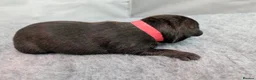 Staffordshire Bull Terrier dogs for sale: stunning Staffordshire Bull Terrier puppies. in Southampton - Advert 1