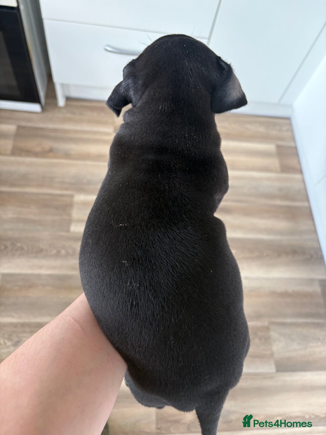 Mixed Breed dogs for sale: Staffie x puppies  - Advert 3