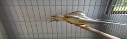 Canaries birds for sale: Fife + Opal Agage + Lizard Canaries - Advert 16