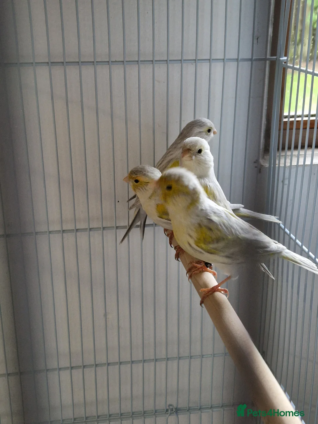 Canaries birds for sale: Fife + Opal Agage + Lizard Canaries - Advert 16