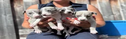 Whippet dogs for sale: Beautiful chunky KC blue fawn brindle whippet pups in Market Harborough - Advert 8