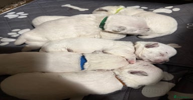 West Highland Terrier dogs - Advert 1