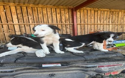 Border Collie dogs for sale: 3 males left .. female now sold! - Image 27