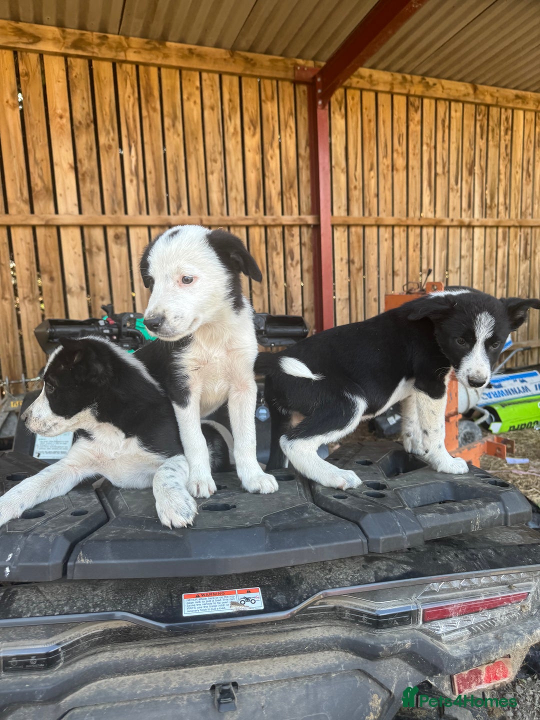 Border Collie dogs for sale: 3 males left .. female now sold! - Image 27