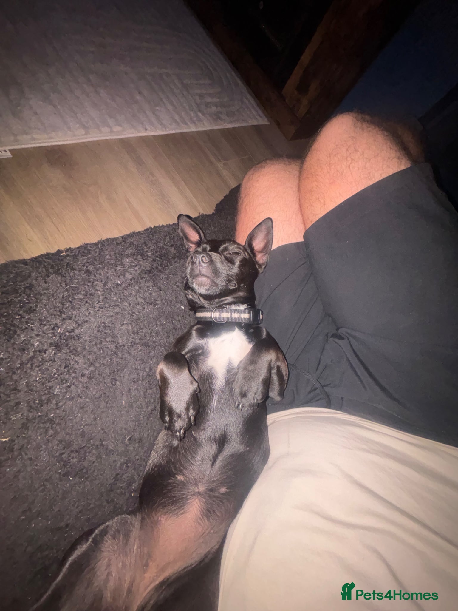 Mixed Breed dogs for sale: Rehome - Advert 2