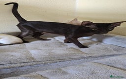 Oriental cats for sale: Oriental kittens  - Image 7