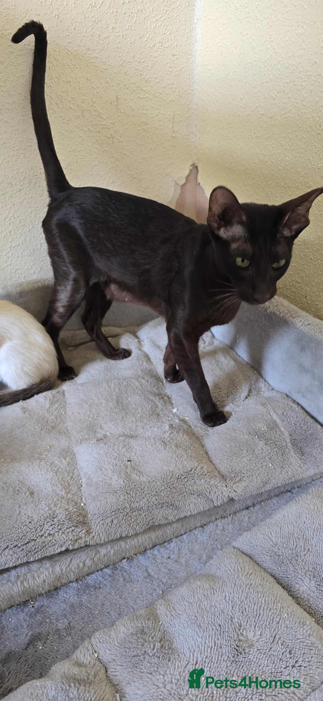 Oriental cats for sale: Oriental kittens  - Image 7
