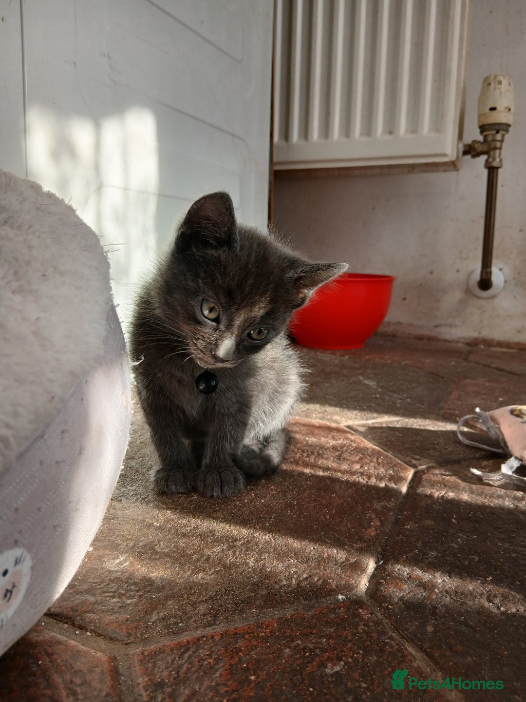 Mixed Breed cats for sale: 6 Kittens looking for new forever homes - Advert 6