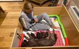 Cockapoo dogs for sale: Six beautiful chocolate F1b cockerpoo babies! - Image 6