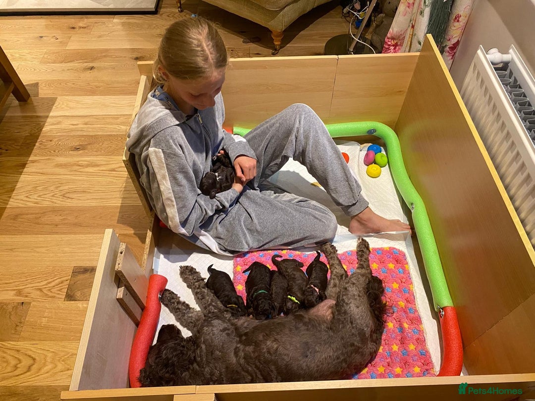 Cockapoo dogs for sale: Six beautiful chocolate F1b cockerpoo babies! - Image 6