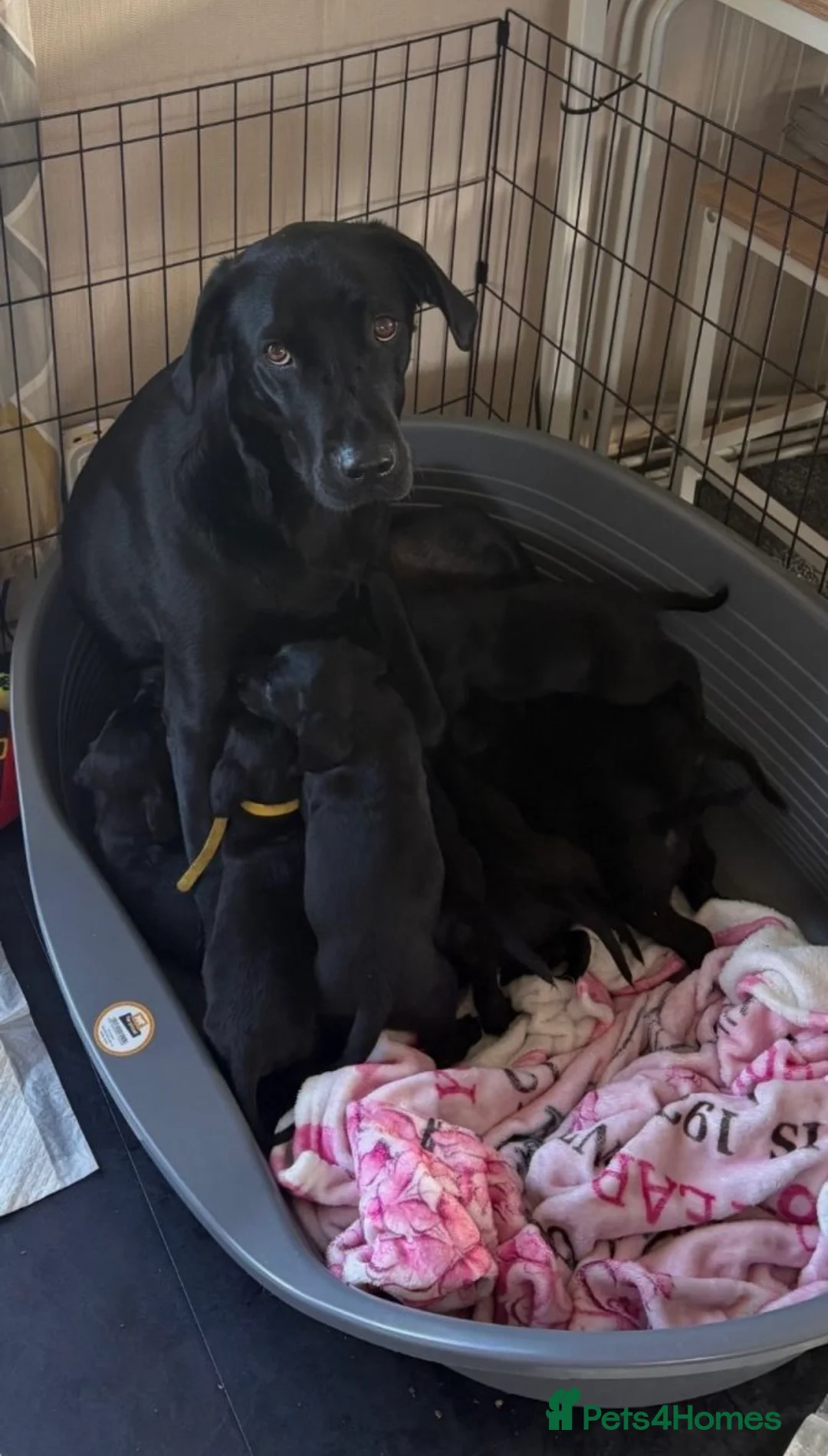 Cockerdor dogs for sale: Cockerdor Labrador Cocker spaniel puppies puppy  in Blackburn - Advert 2