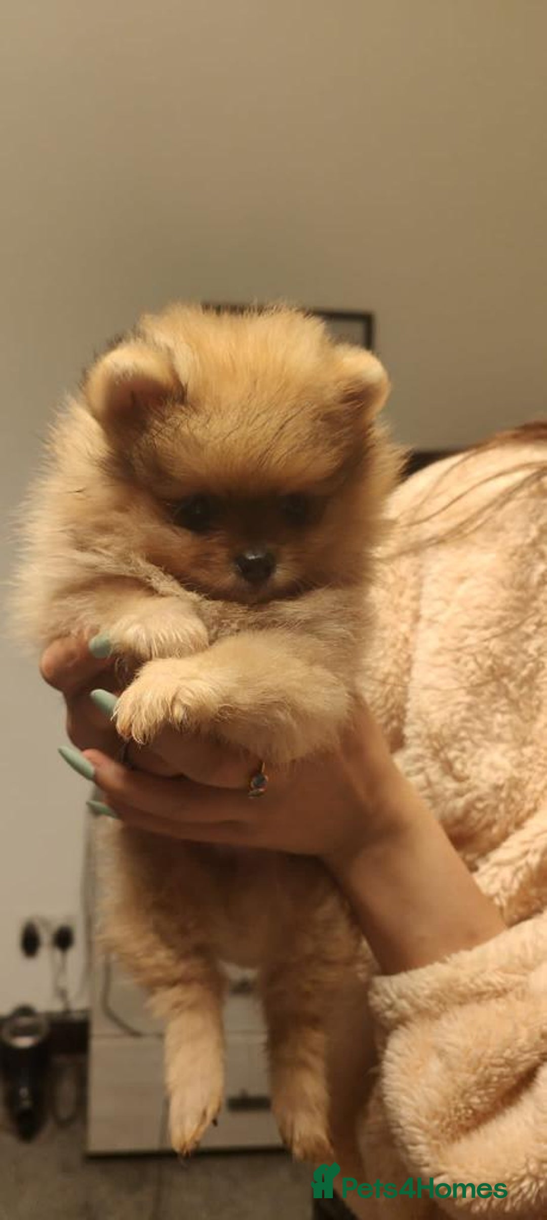 Pomeranian dogs for stud: Orange Pomeranian KC Registered CHAMPION Bloodline in Manchester - Advert 6