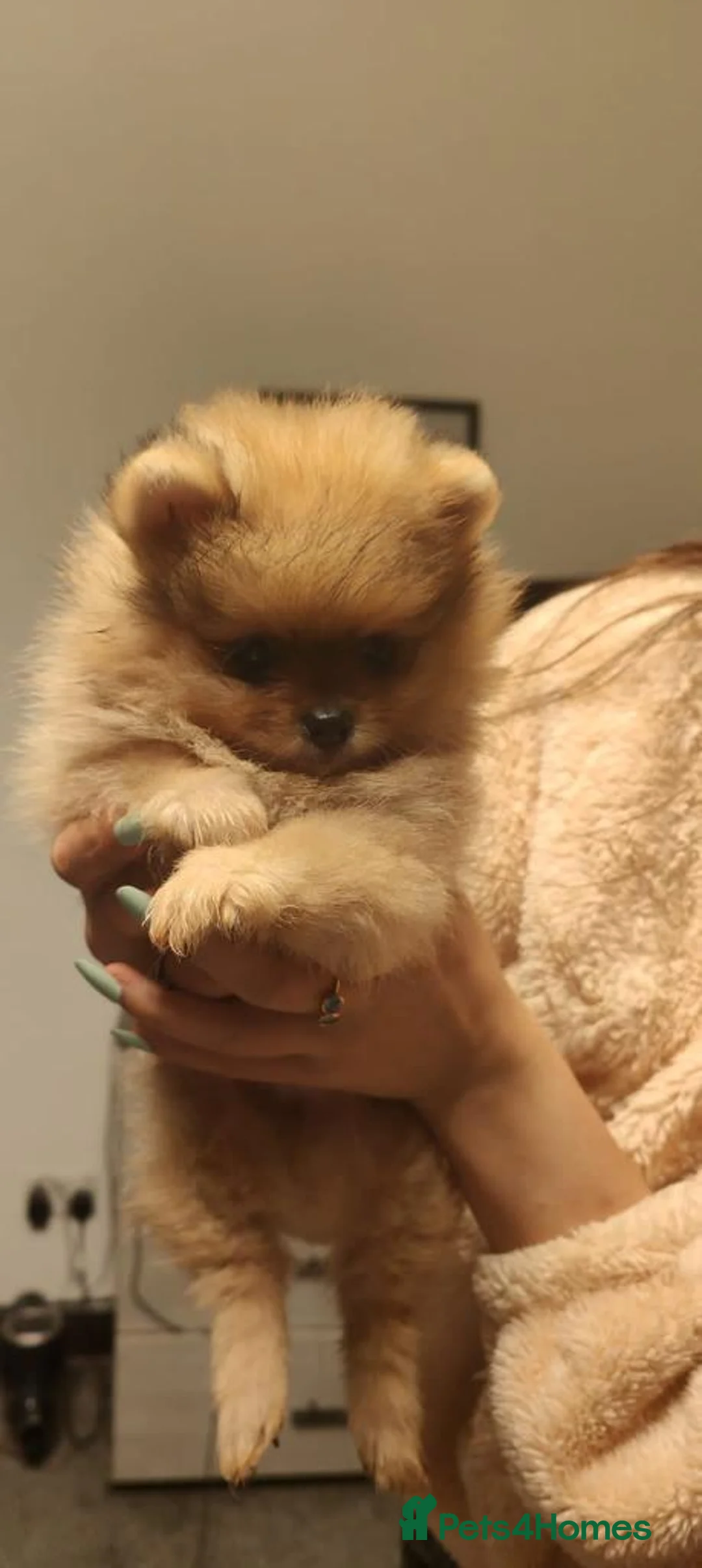Pomeranian dogs for stud: Orange Pomeranian KC Registered CHAMPION Bloodline in Manchester - Advert 6