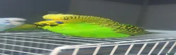 Mixed Breed birds for sale: 3 budgies 2 parakeets - Advert 4