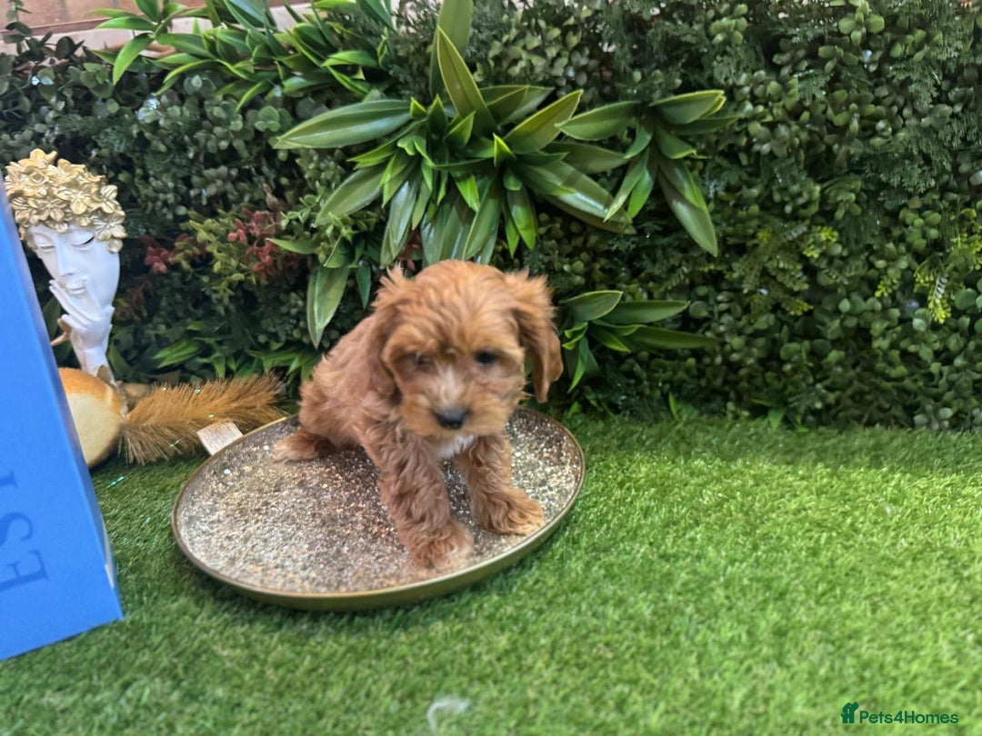 Maltipoo dogs for sale: Beautiful Korean Maltipoo Puppies–3 Girls &2 Boys  - Advert 13