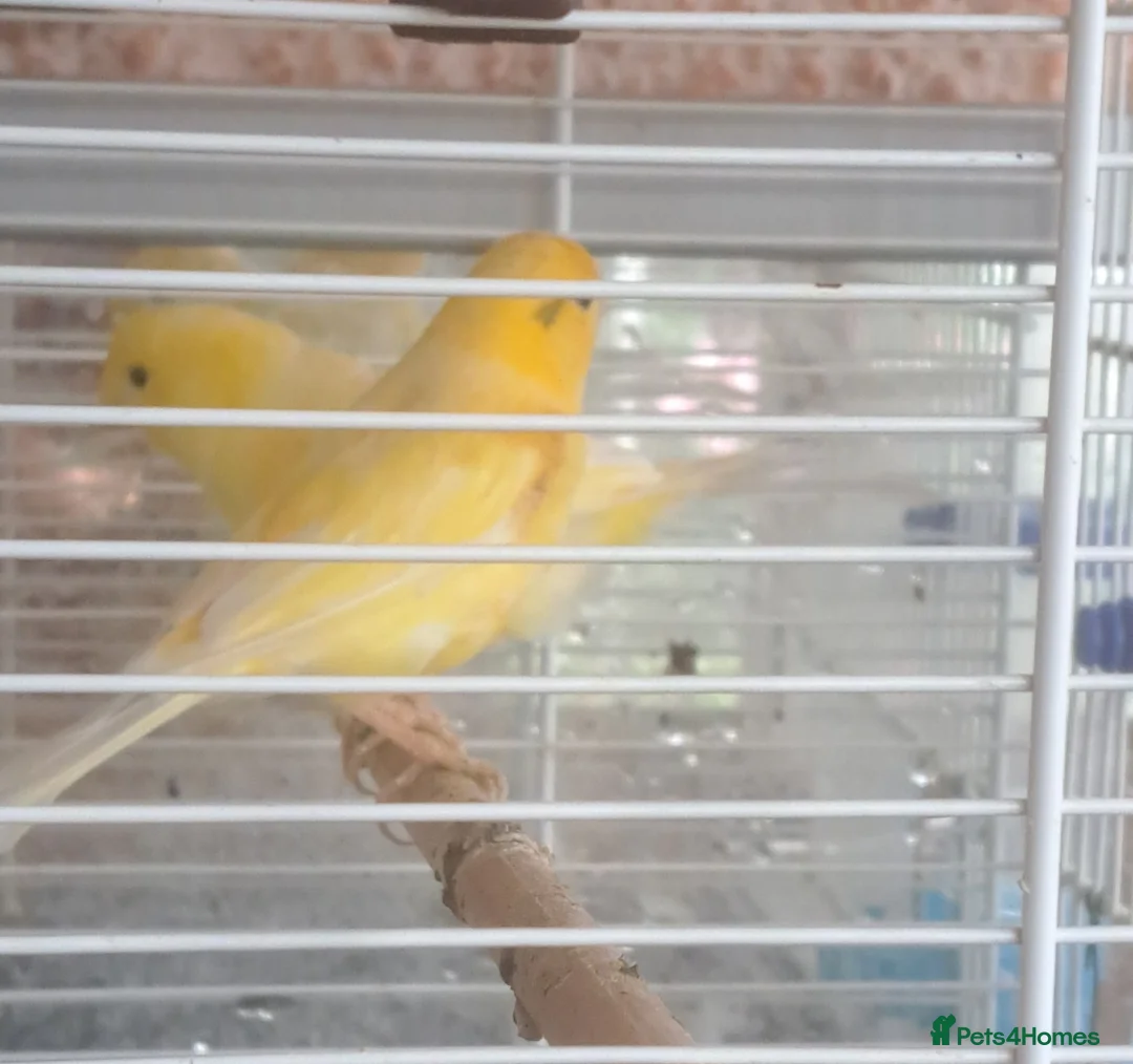 Canaries birds for sale: Canaries for sale  in Dereham - Advert 5