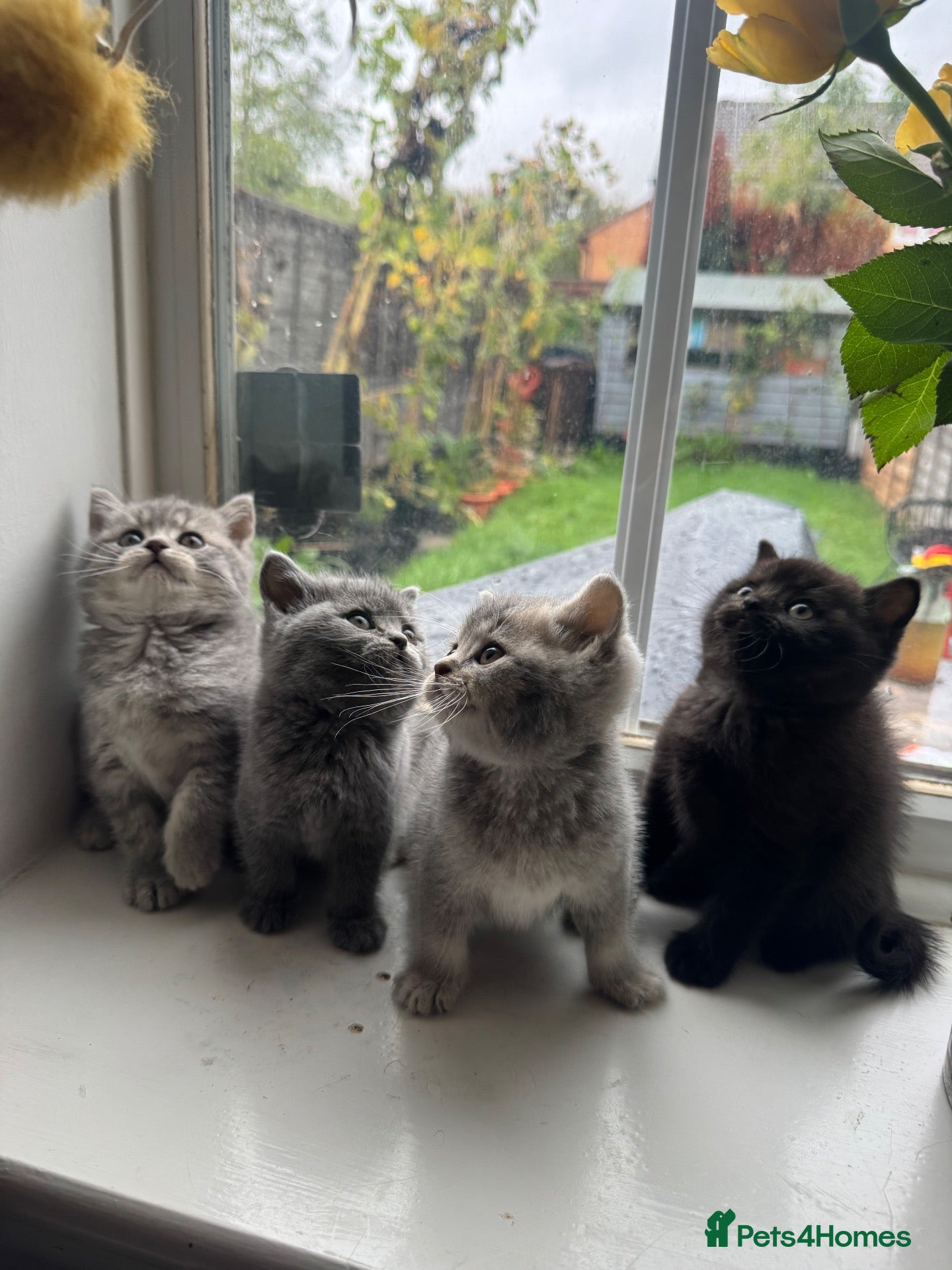 British Shorthair cats British Shorthair kittens - Advert 1