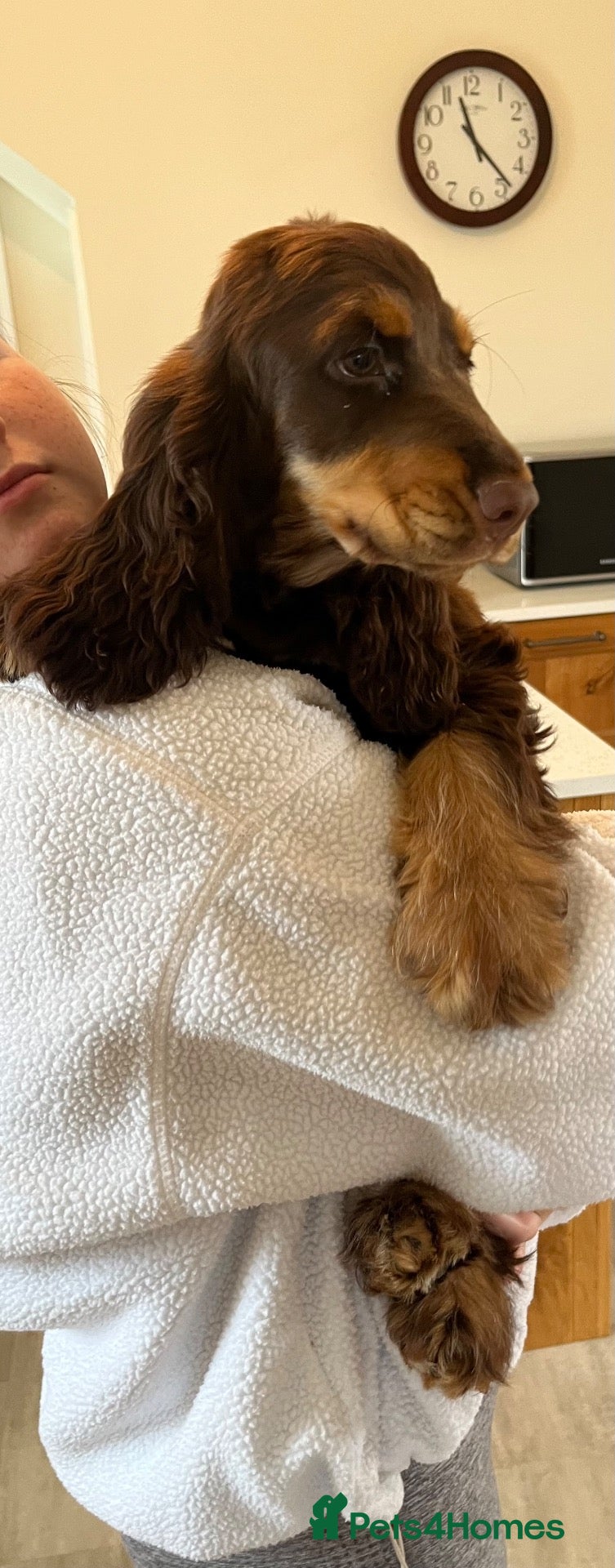 Cocker Spaniel dogs ⭐️ Health tested KC reg show type cocker 🐶  - Advert 1