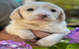 Labradoodle dogs for sale: Fox Red Labrador / Labradoodle X Puppies - Image 5