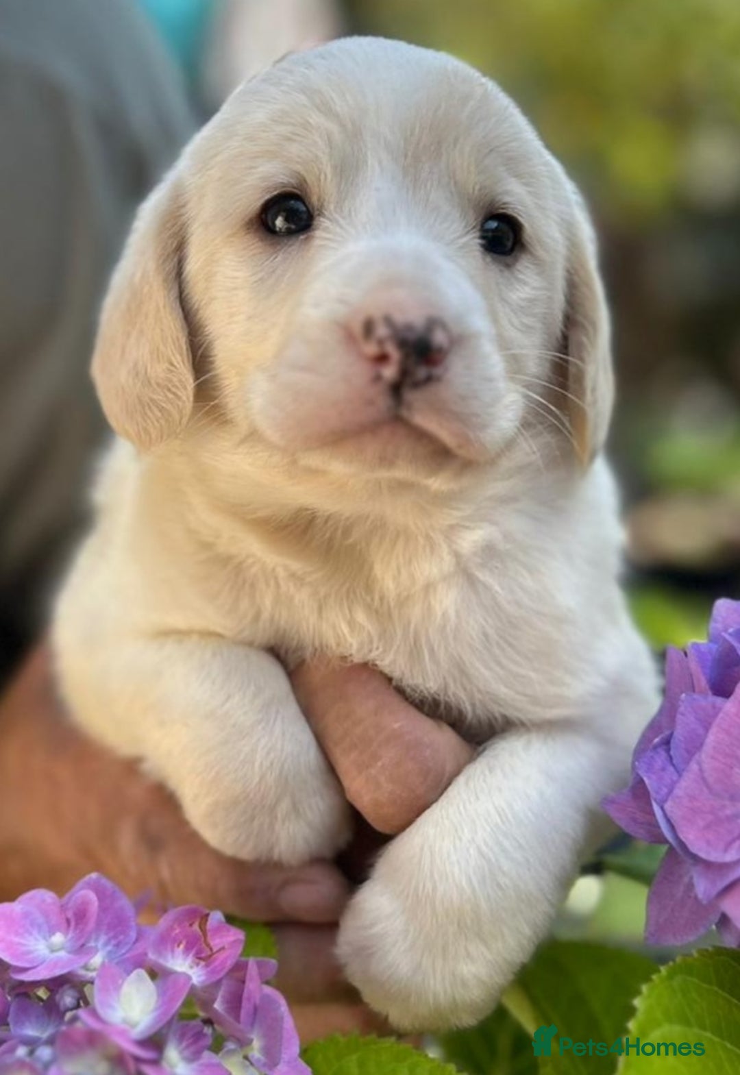 Labradoodle dogs for sale: Fox Red Labrador / Labradoodle X Puppies - Image 5