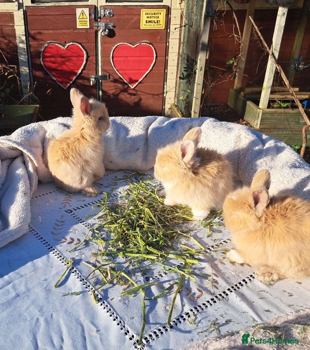 Angora rabbits for sale: Gorgeous Angora Rabbits, Pure Bred Full Faced. - Advert 30