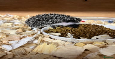 Pygmy Hedgehog rodents Stunning black assorted masked 8wk babies ready !  - Advert 15